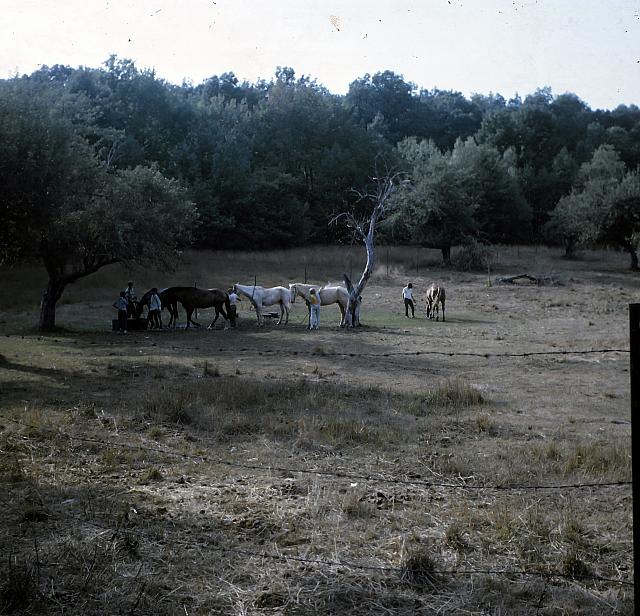 14 22298 1960s NASHOPA i041