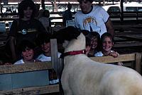 12 22298 1980s NSP Kroll a031