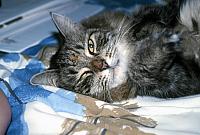 01 22298 1990s NSP Kroll b014