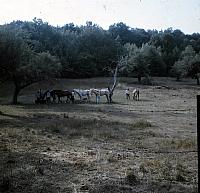 14 22298 1960s NASHOPA i041
