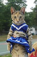 Cat072 RJ