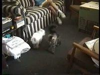 2001-Kim and Pets